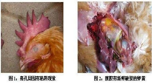 20210121151653_89450 ca88手机客户端(安卓/苹果)CA88会员登录入口